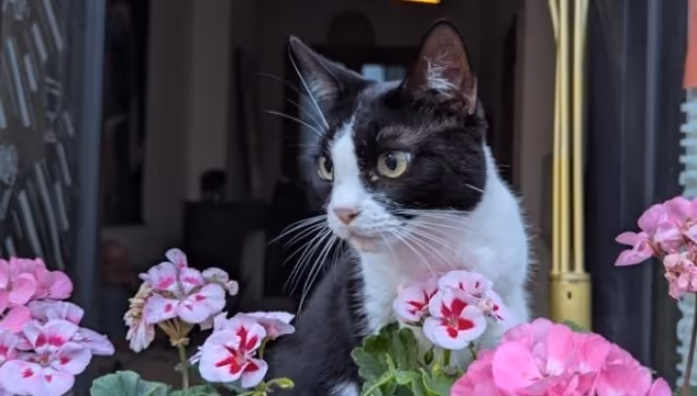 Fluffy 2.jpg